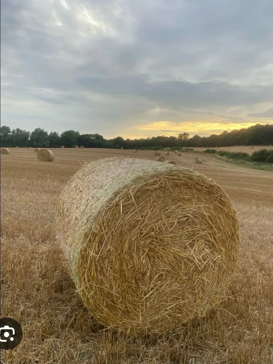 Spring barley straw 4x4 - Image 1