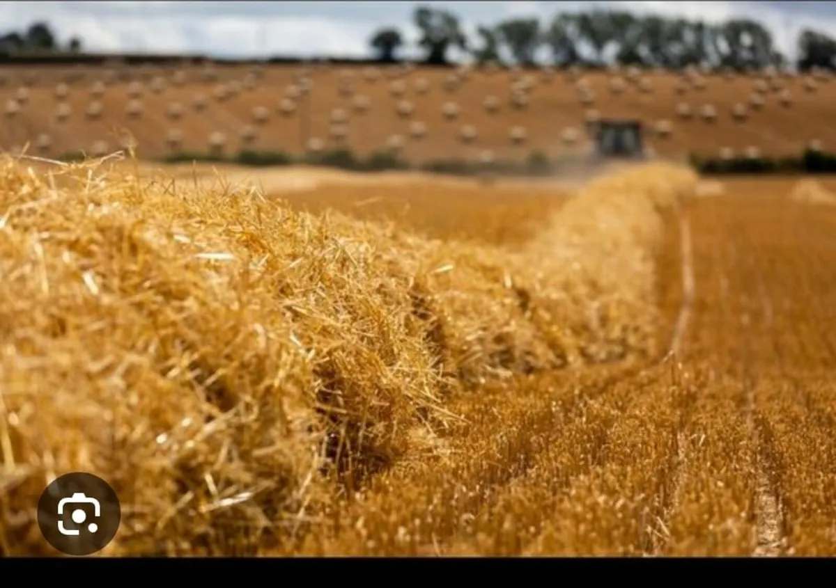 Spring barley straw 4x4 - Image 2