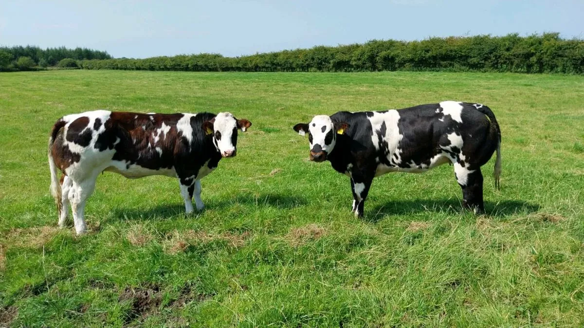 Heifers gort 14th - Image 1