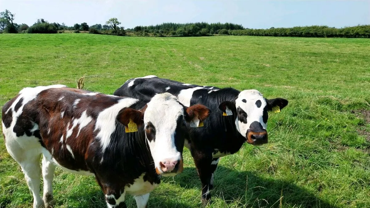 Heifers gort 14th - Image 2