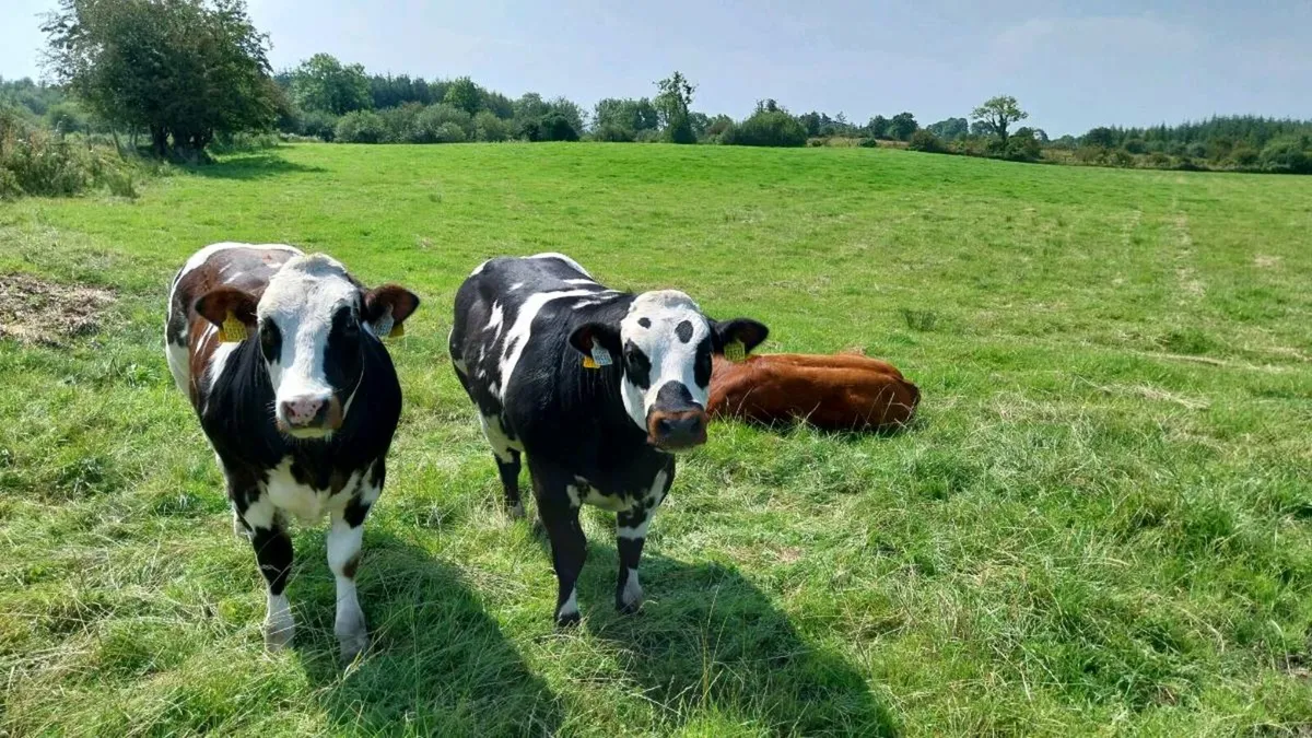 Heifers gort 14th - Image 3