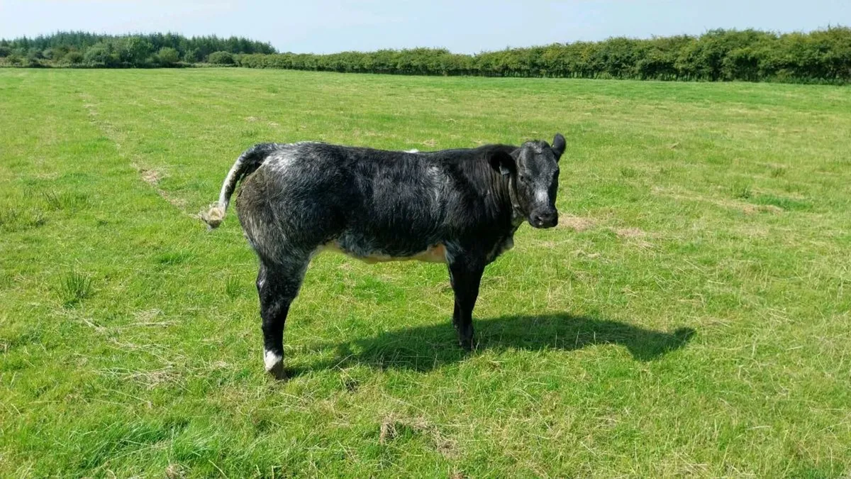 Heifers gort 14th - Image 4