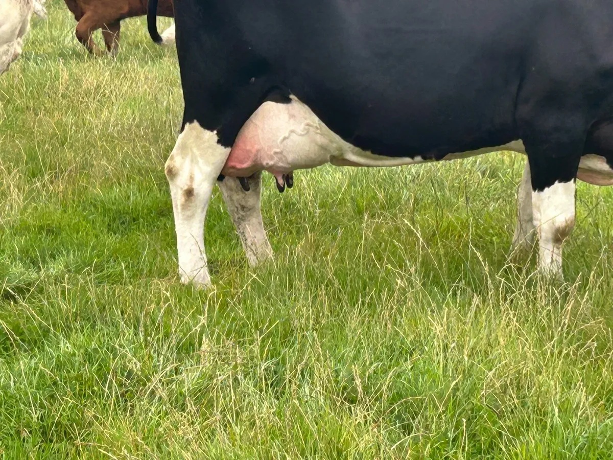 British friesan foster cow - Image 1