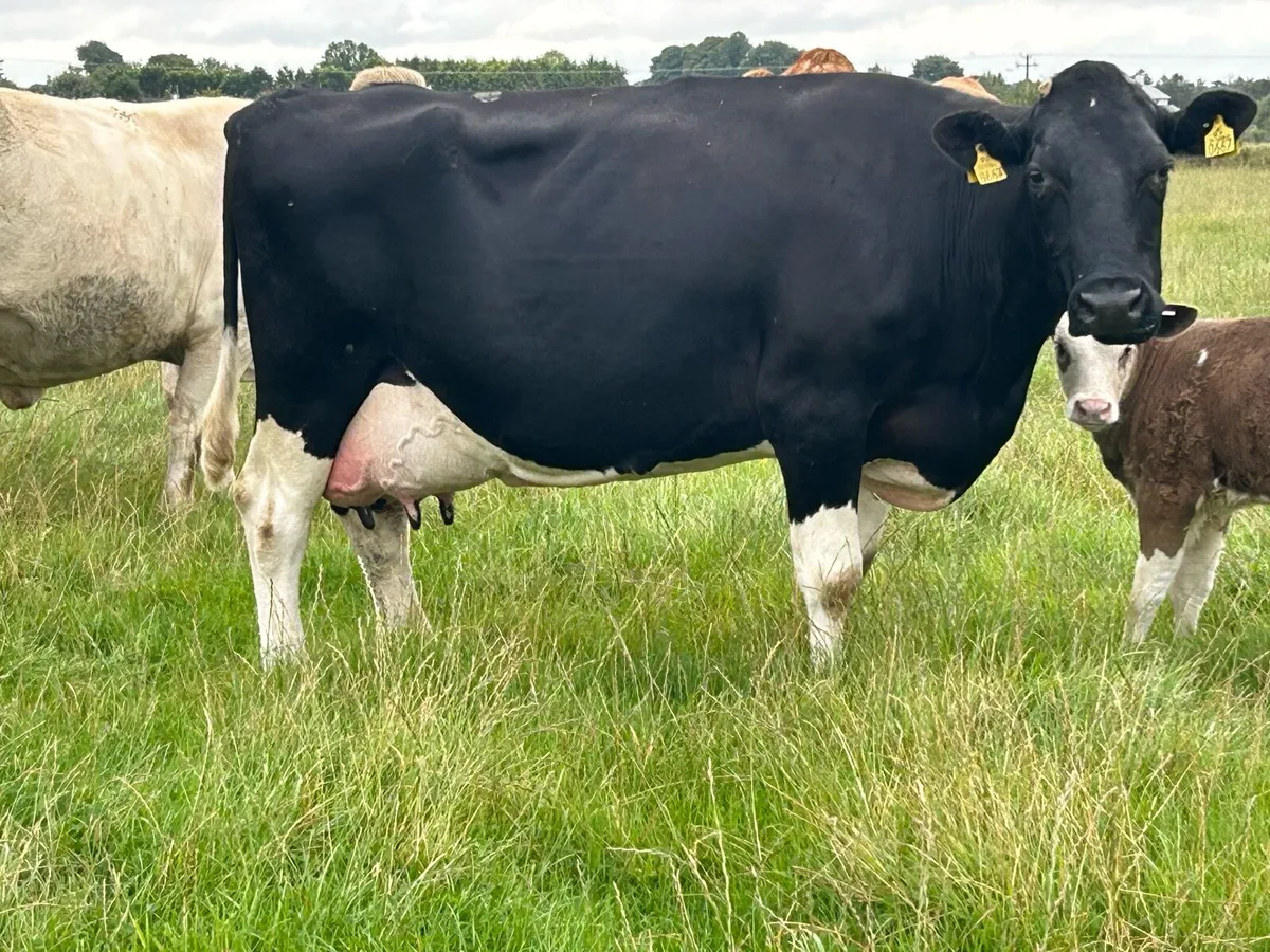 British friesan foster cow - Image 2