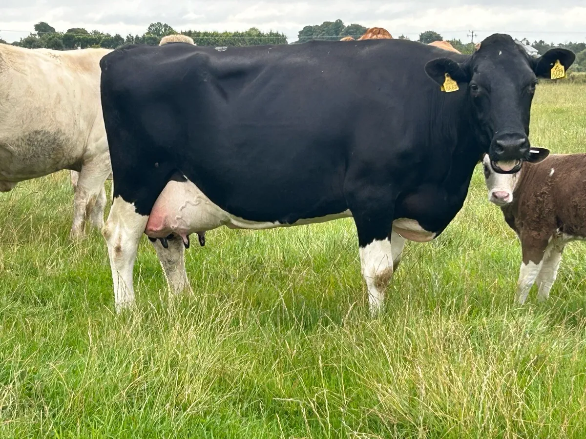 British friesan foster cow - Image 3