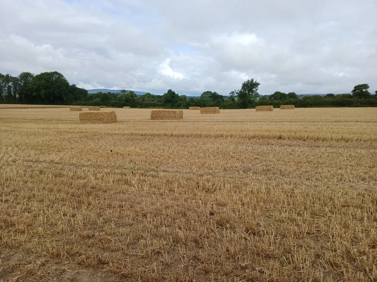 Straw