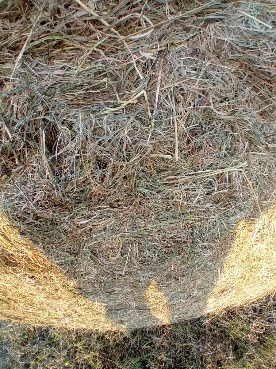 Hay Large Round Bales - Image 1