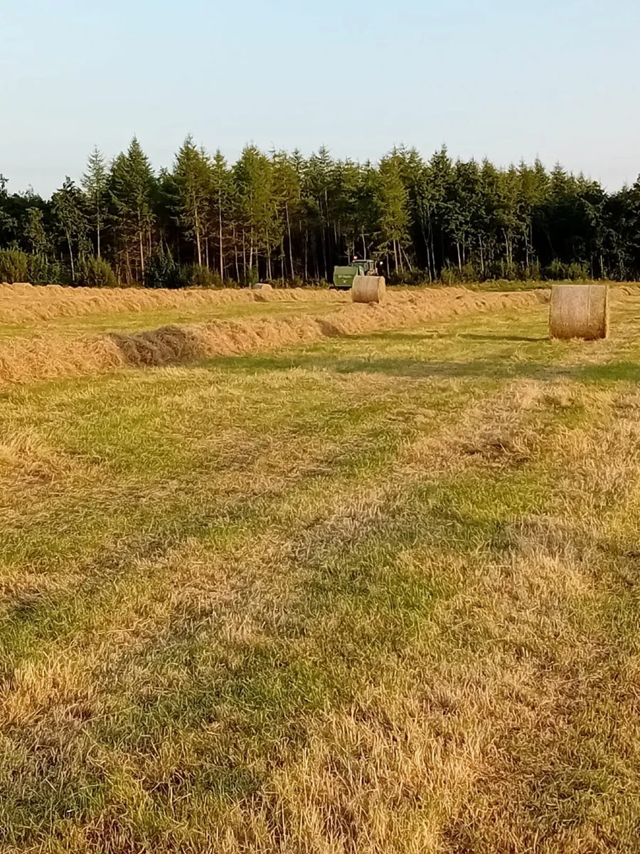Hay Large Round Bales - Image 2