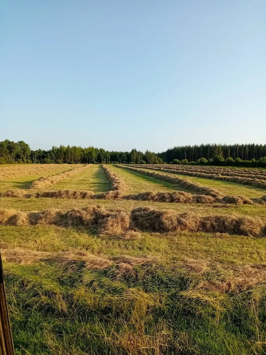 Hay Large Round Bales - Image 3