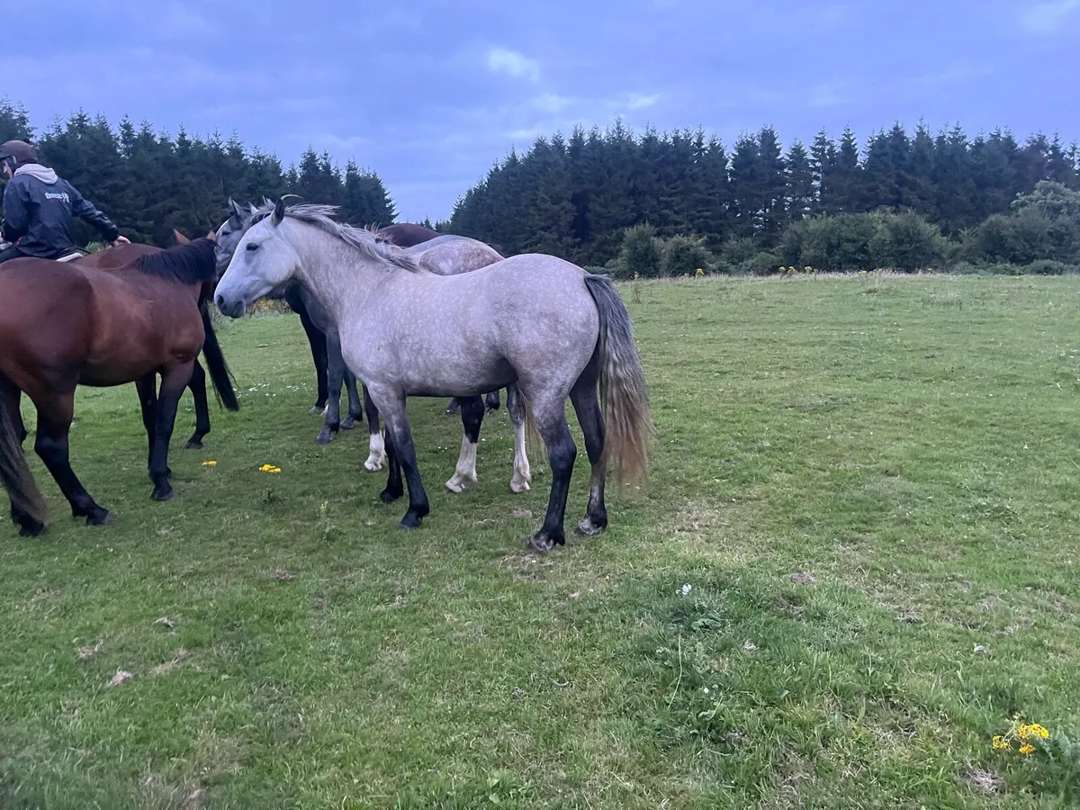 3 year old  filly 147 cm - Image 1