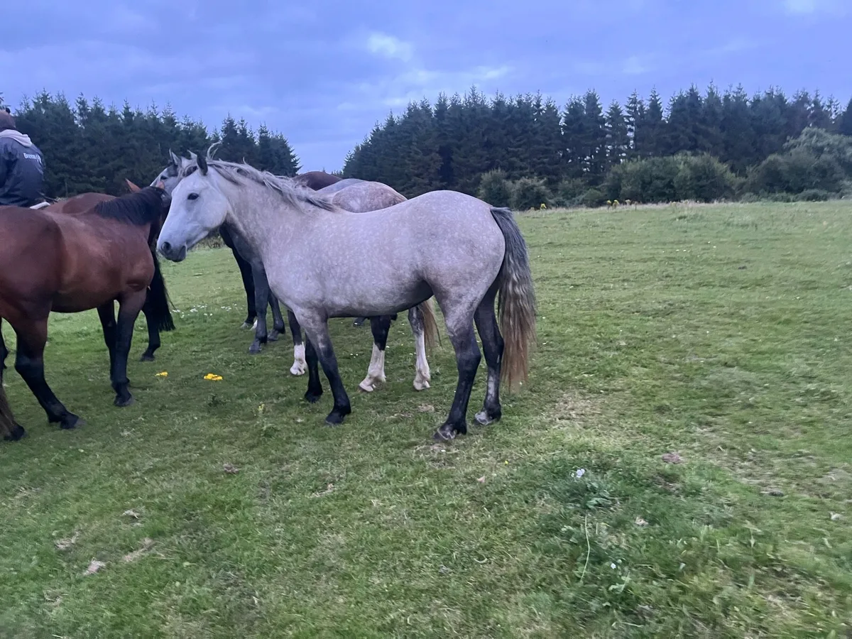 3 year old  filly 147 cm - Image 1