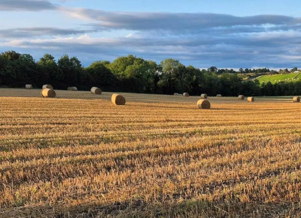 Oaten straw