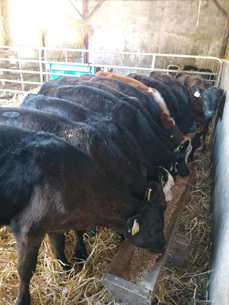 11 smashing hereford and angus weanling - Image 1