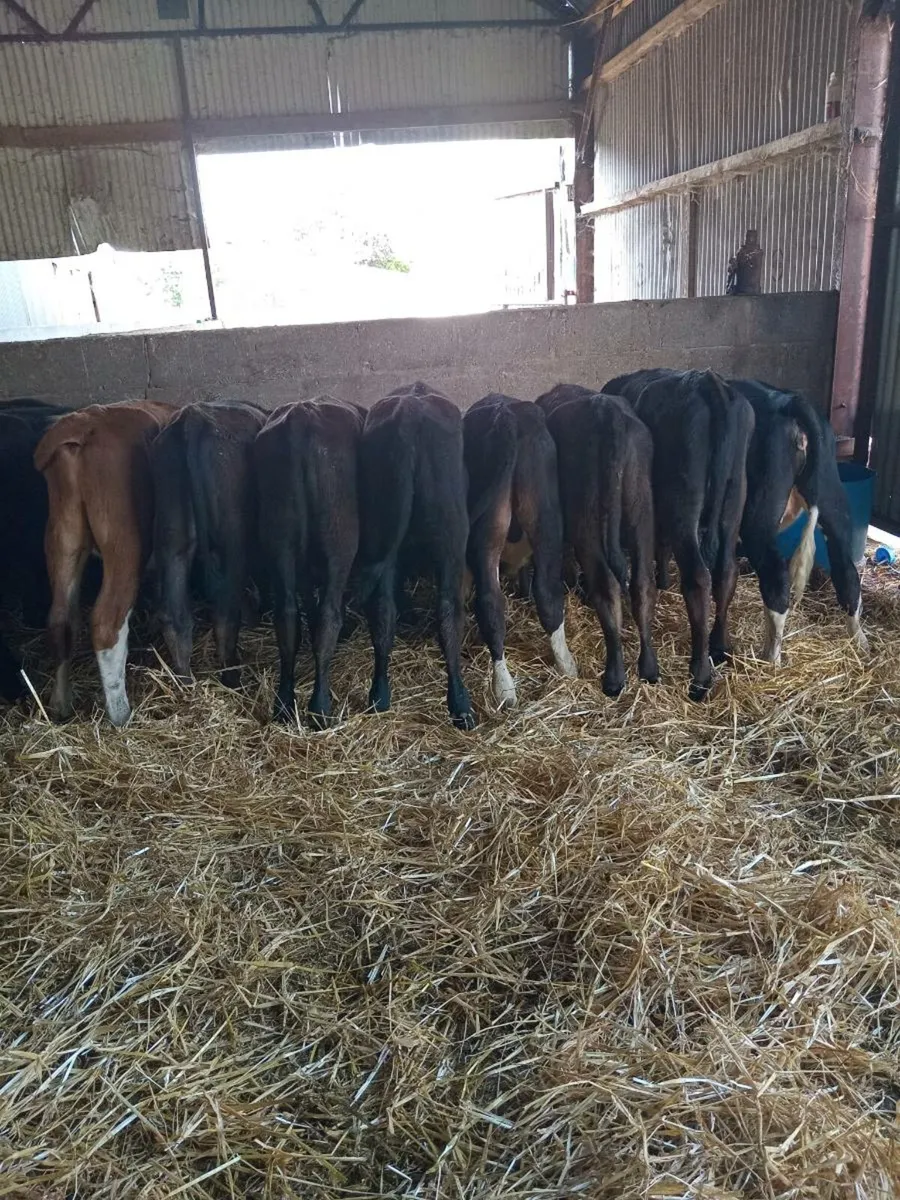 11 smashing hereford and angus weanling - Image 2