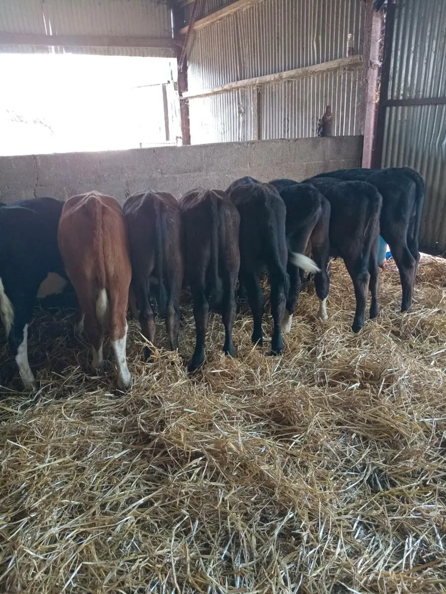 11 smashing hereford and angus weanling - Image 3