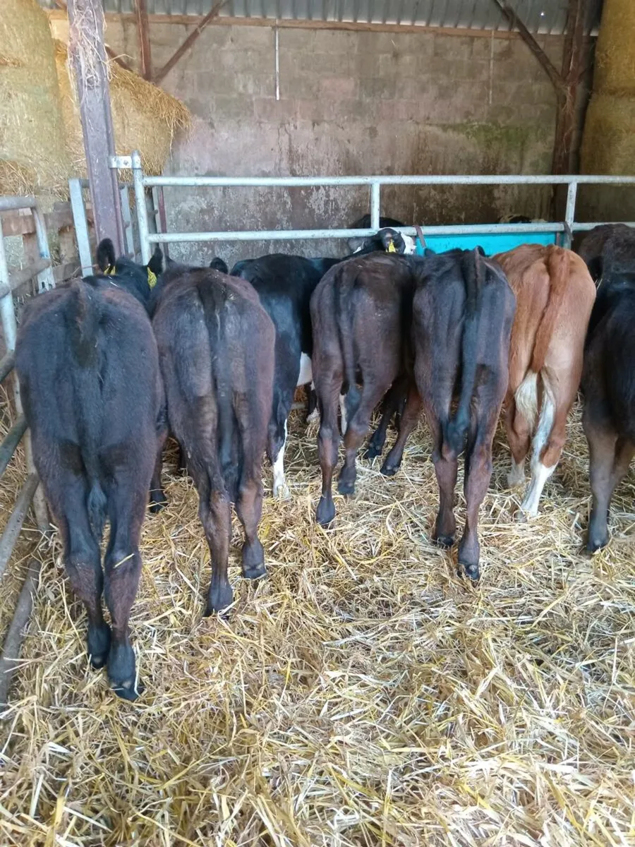 11 smashing hereford and angus weanling - Image 4