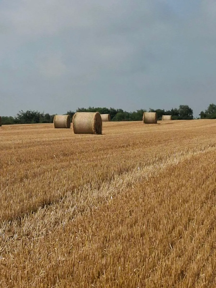 STRAW - Image 1