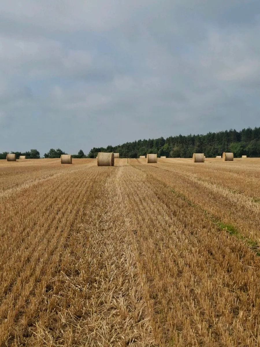 STRAW - Image 2