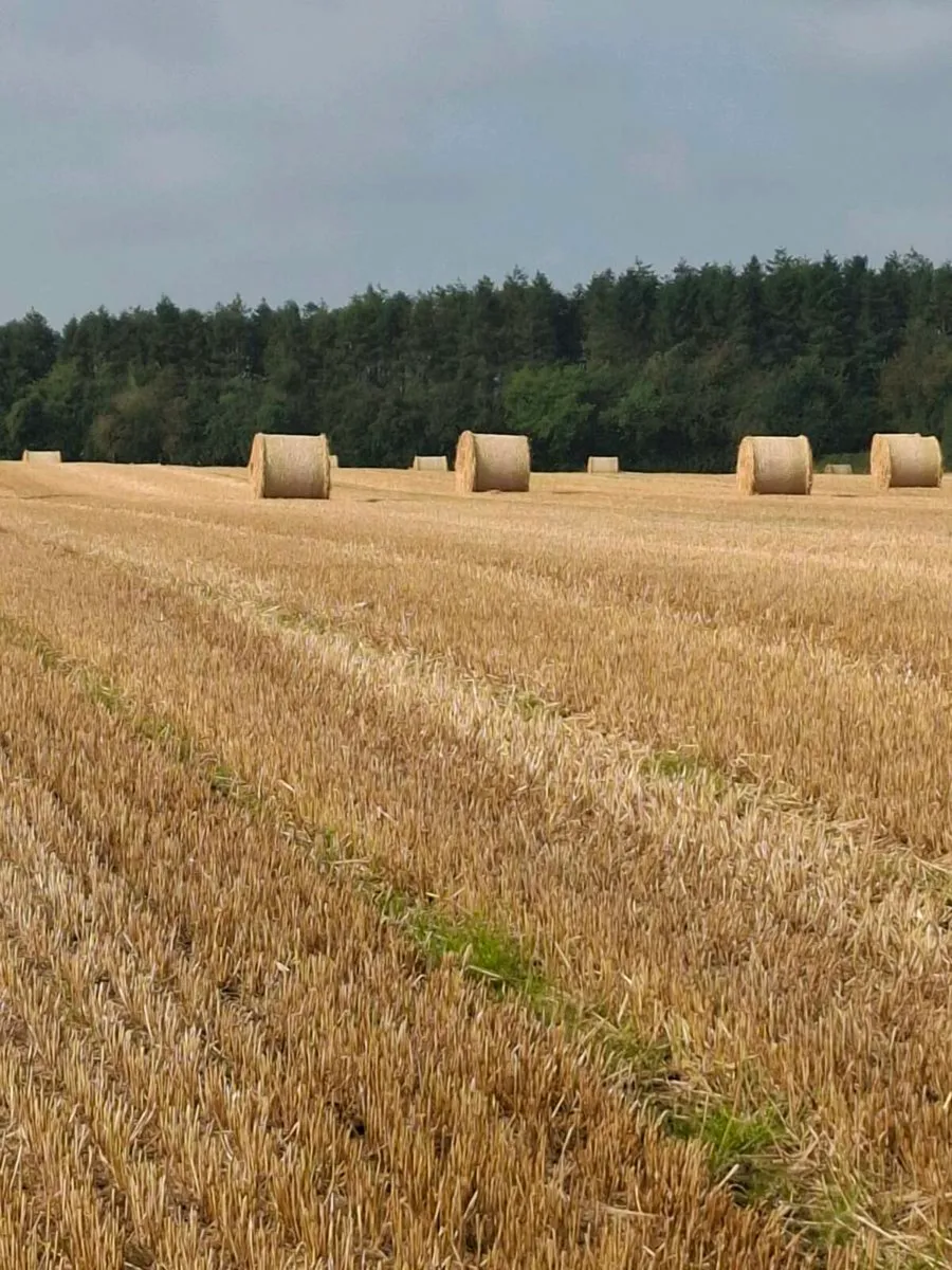 STRAW - Image 4