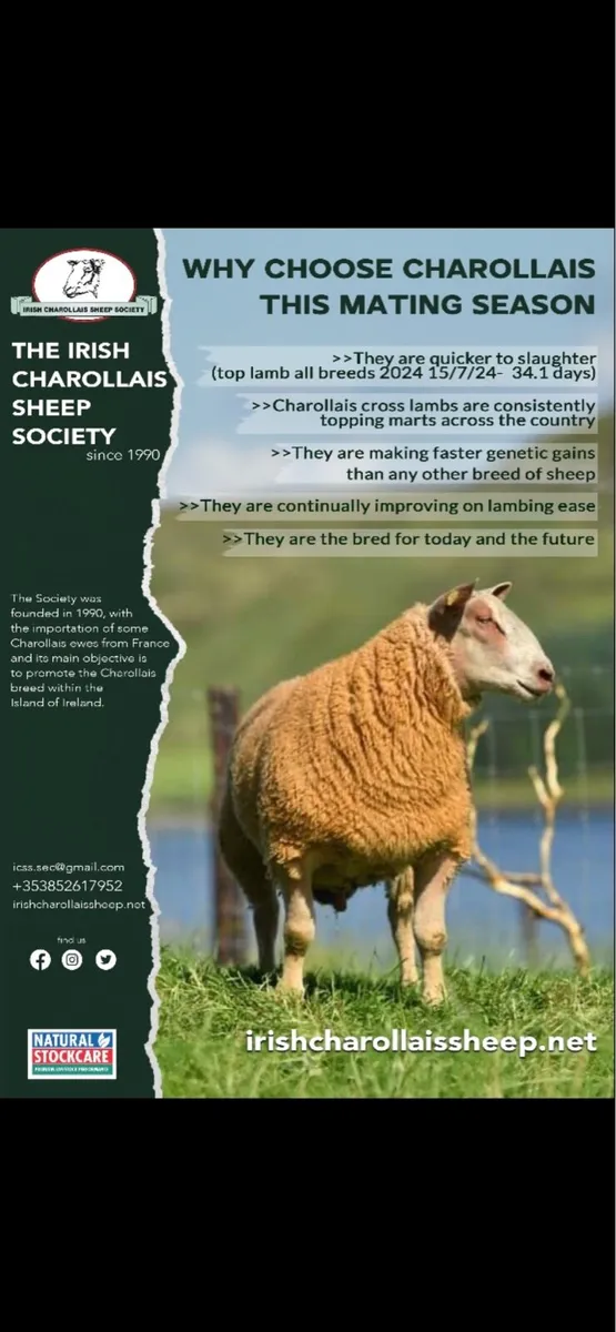 Upcoming charollais ram sales - Image 1