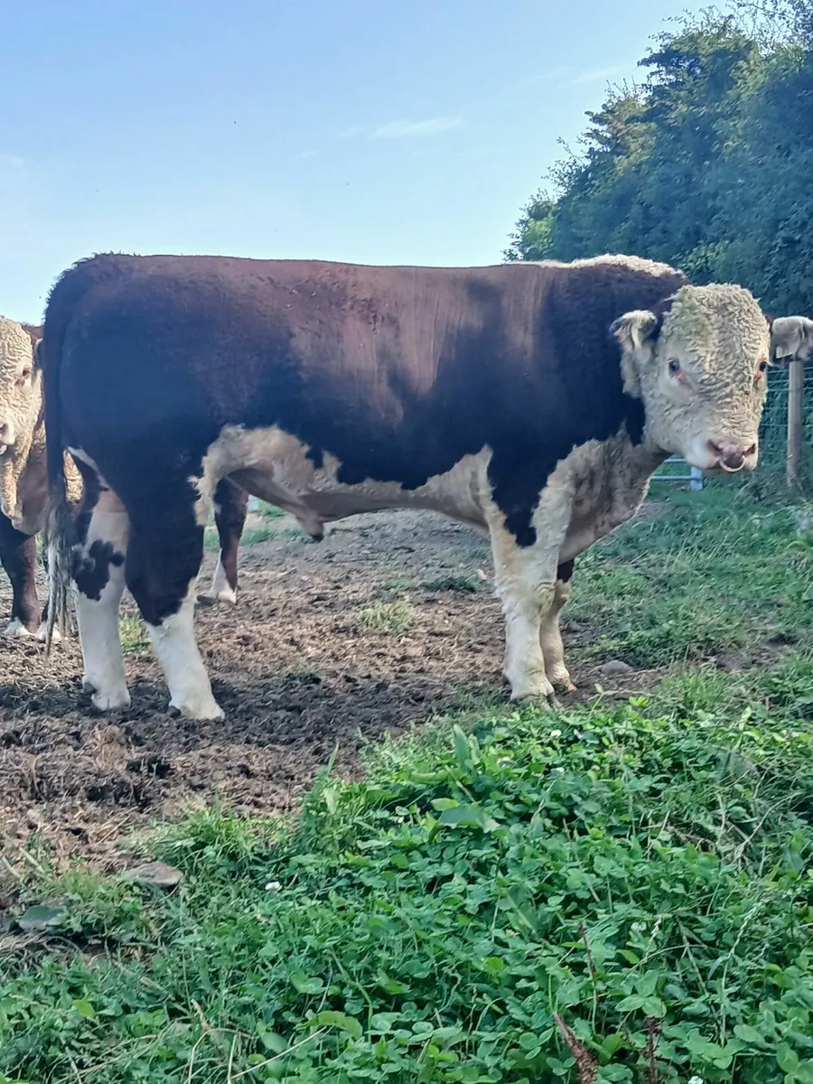 Hereford bulls for sale. - Image 1