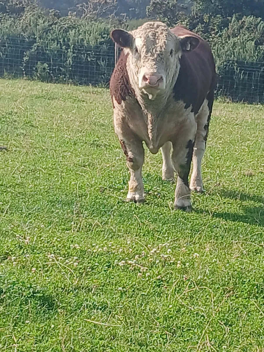 Hereford bulls for sale. - Image 2