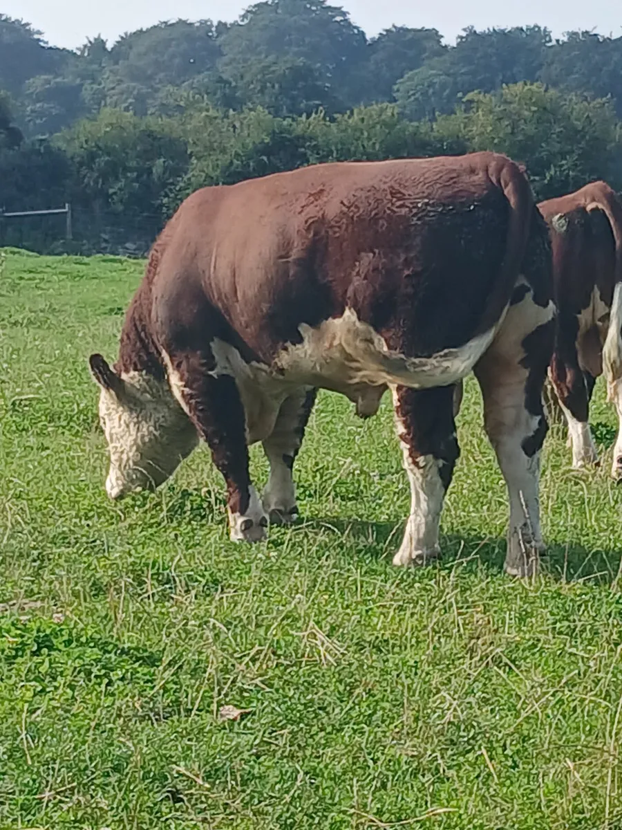 Hereford bulls for sale. - Image 3