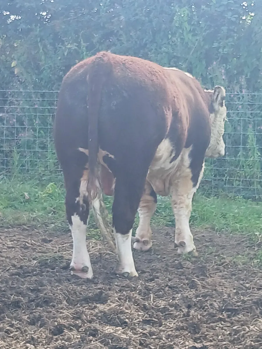 Hereford bulls for sale. - Image 4
