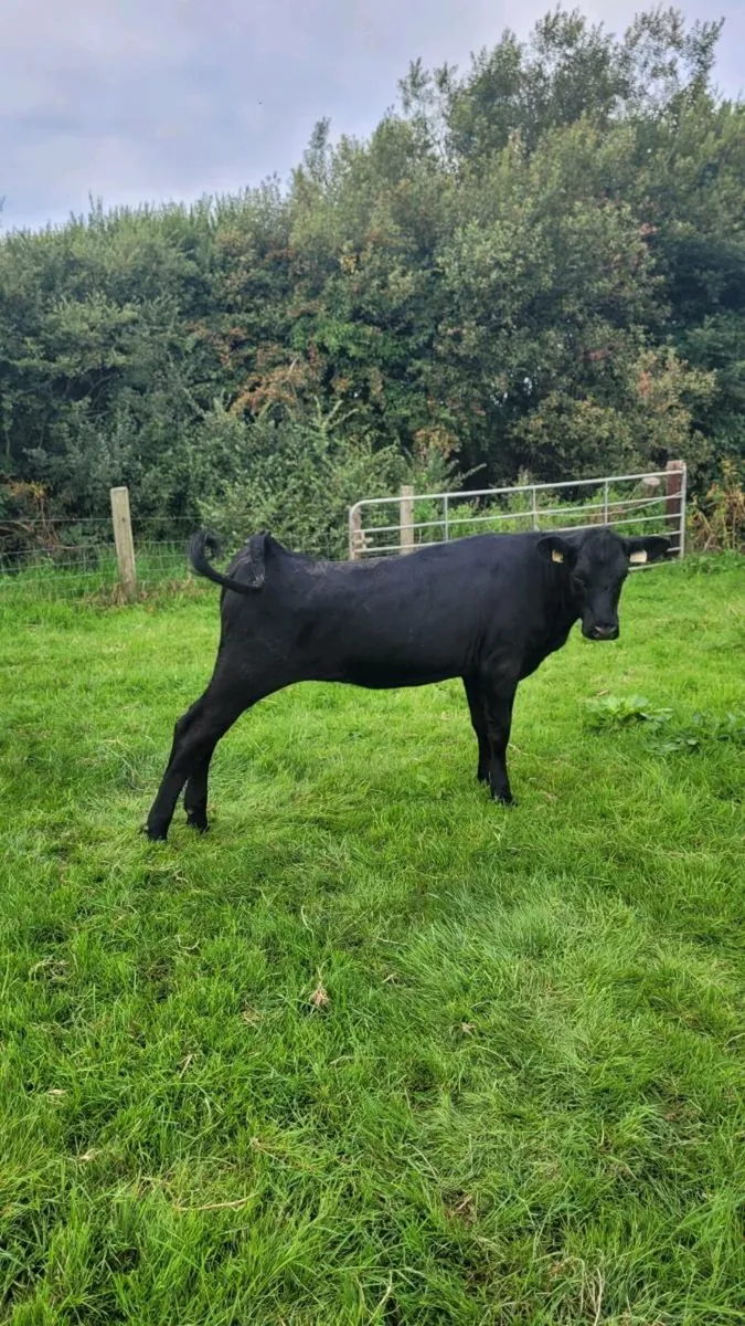 3 Angus 250kg weanling heifers - Image 4