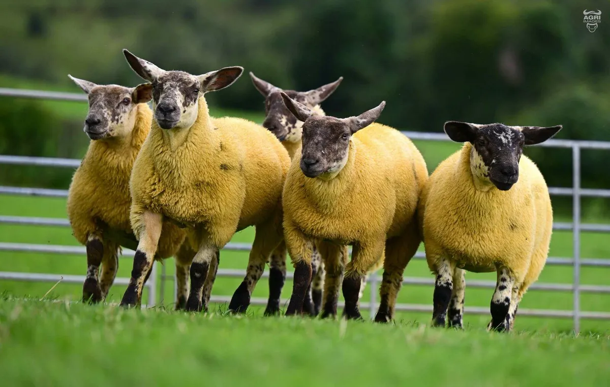 🔥🐑 Luscious ladies VI 2025 🔥🐑 - Image 4