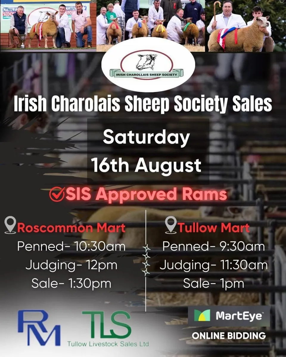 Upcoming charollais ram sales - Image 2