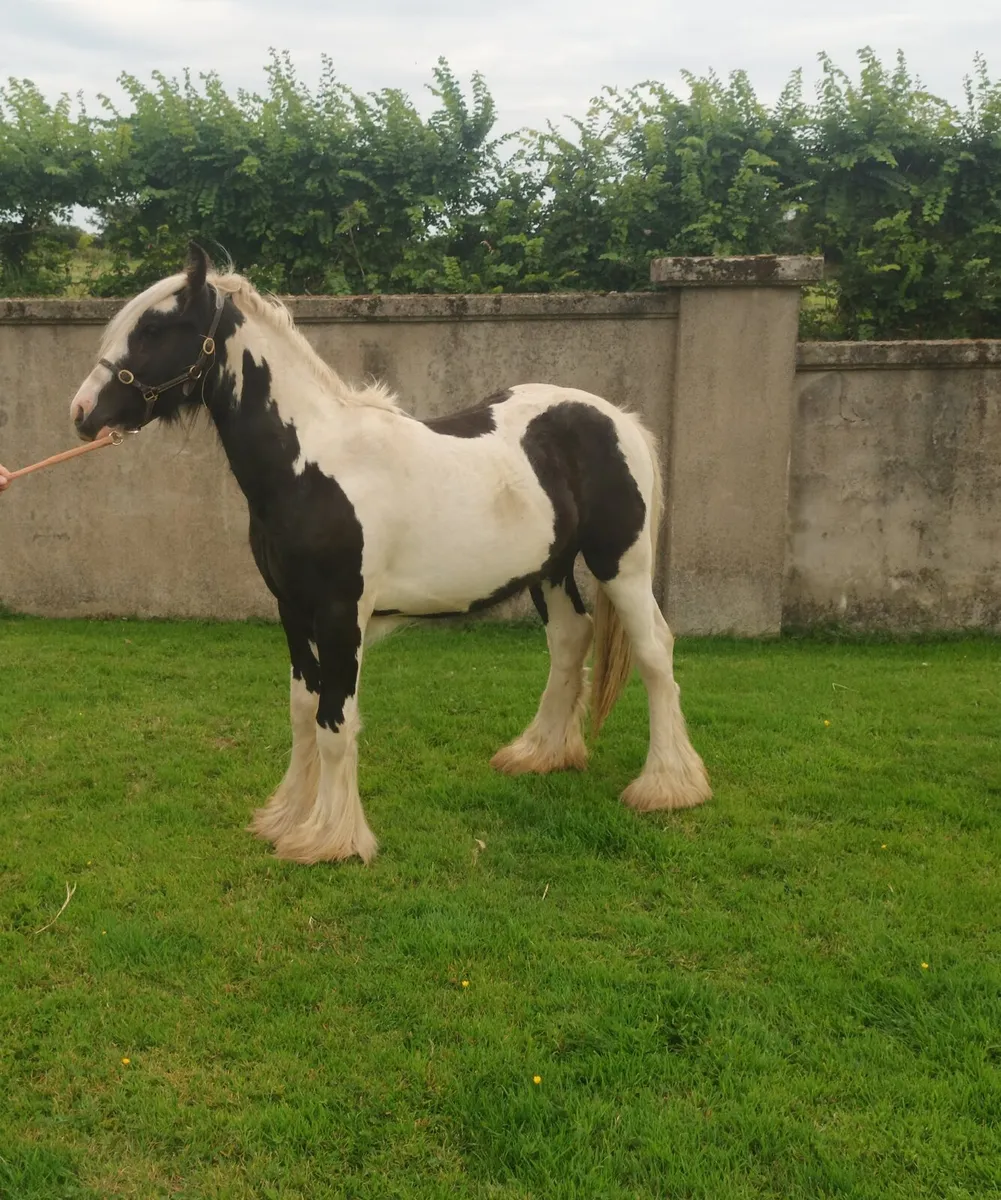 Cob - Image 1