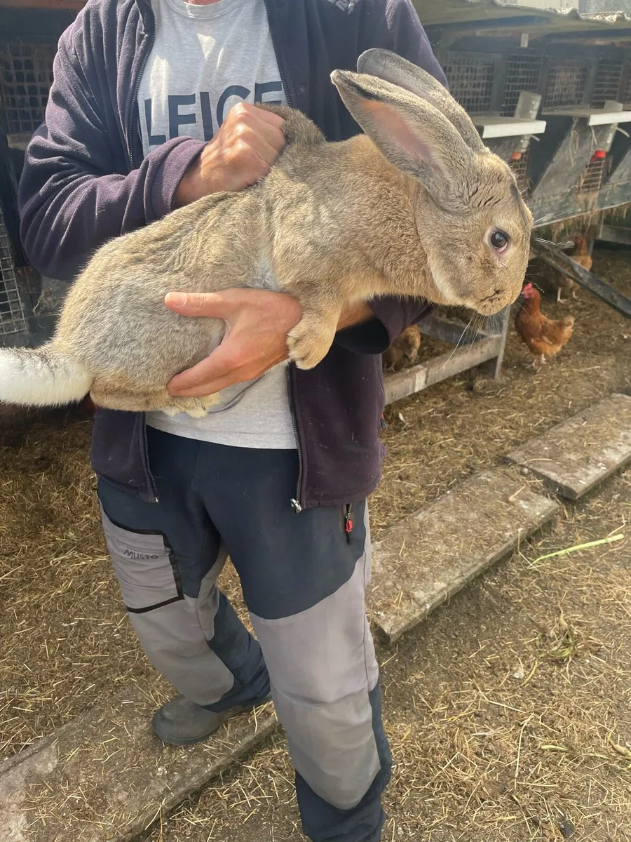 Rabbits - Image 1
