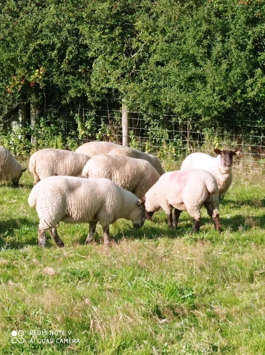 Borris Sheep Show and Sale - Image 2