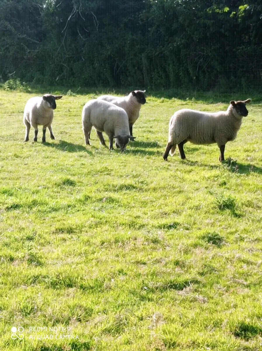Borris Sheep Show and Sale - Image 3
