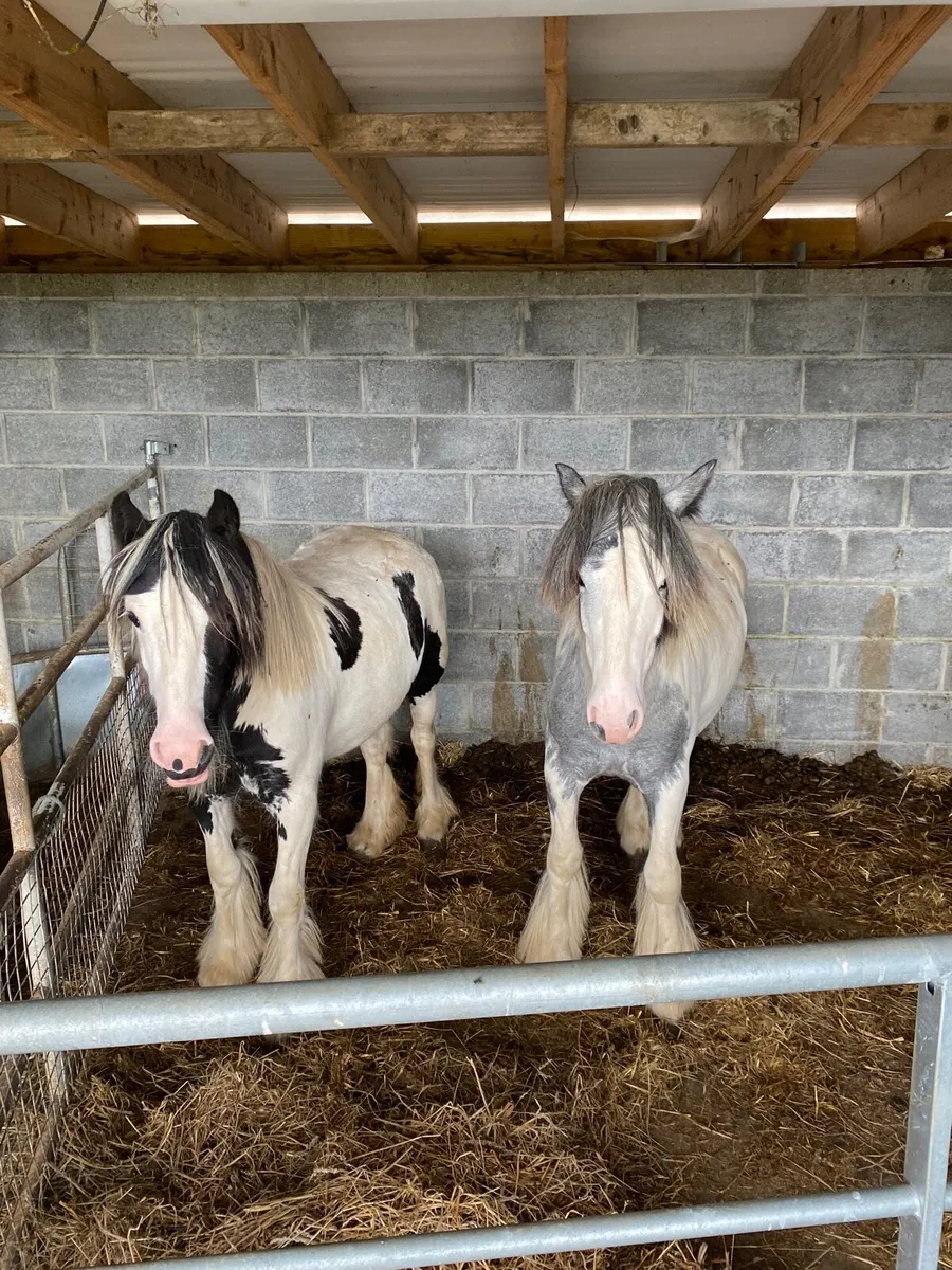 Yearling fillies - Image 1