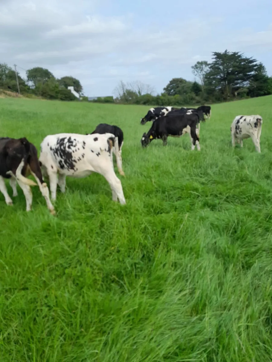 28 PED REG - FR HEIFER CALVES -8 MONTHS - Image 2