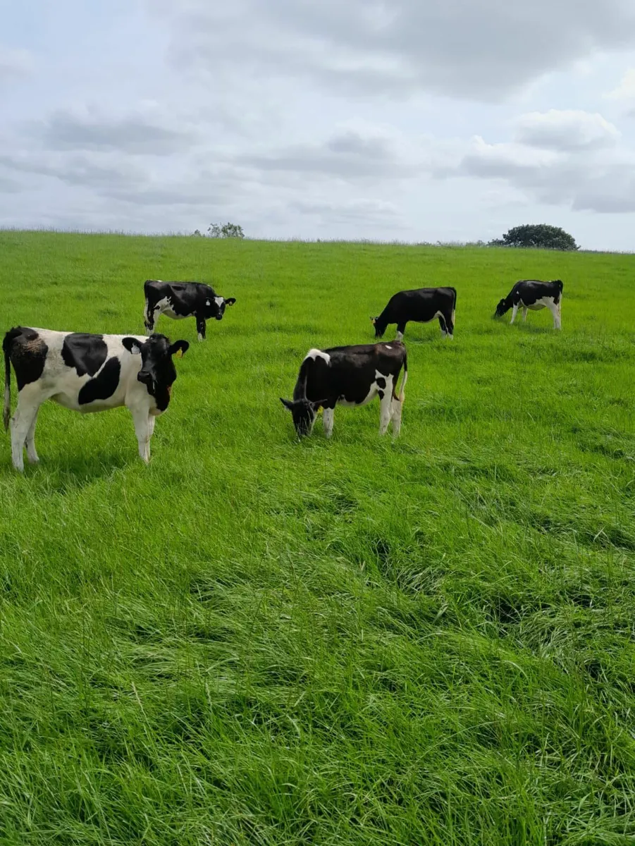 28 PED REG - FR HEIFER CALVES -8 MONTHS - Image 3