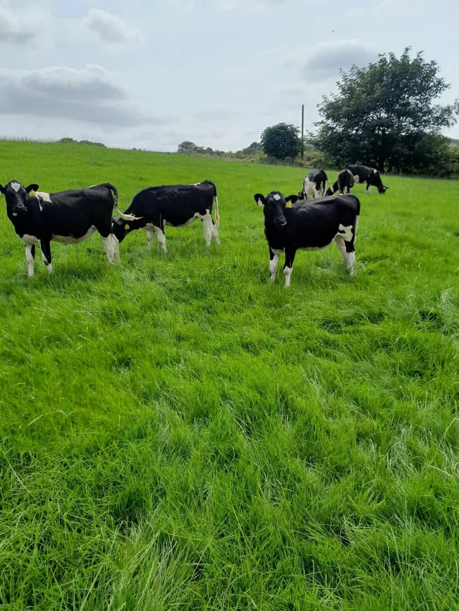 28 PED REG - FR HEIFER CALVES -8 MONTHS - Image 1