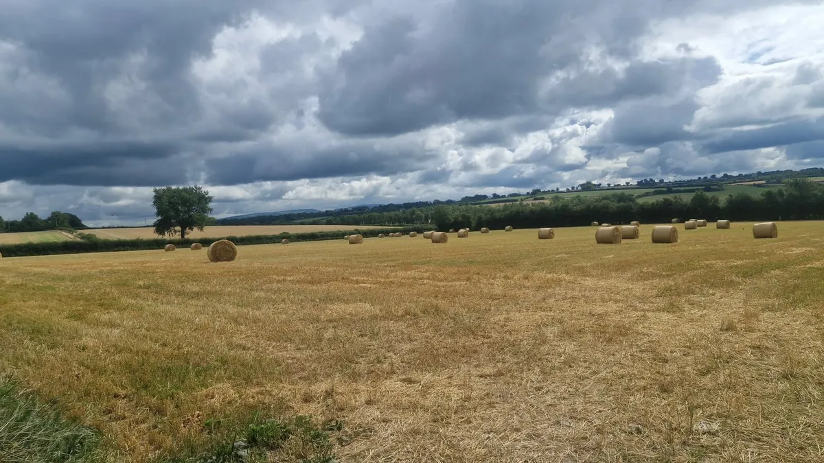 Straw - Image 2