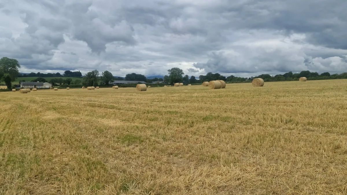 Straw - Image 3