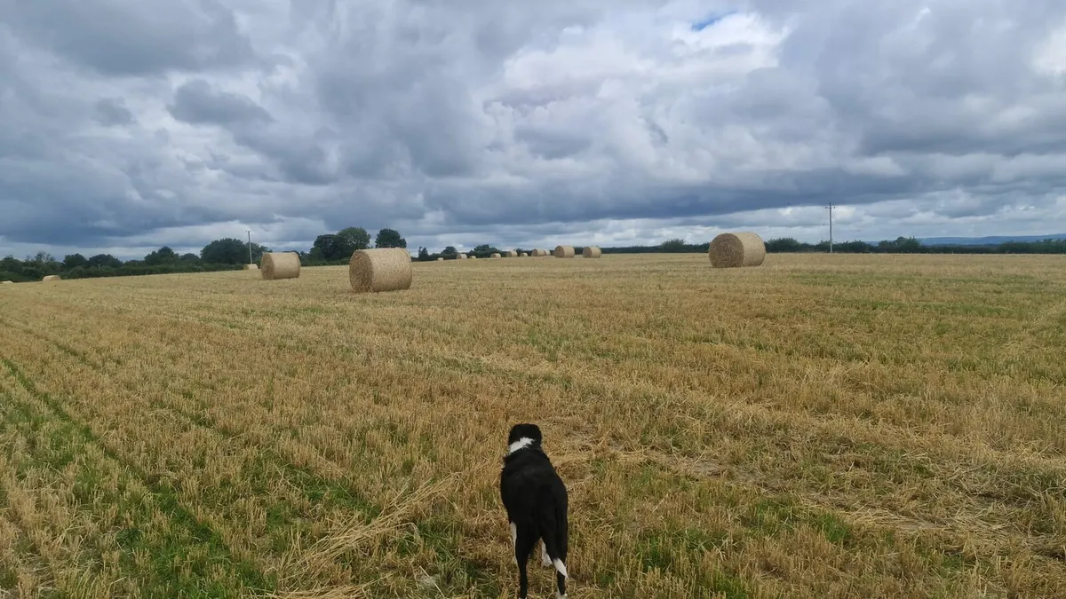 Straw - Image 4