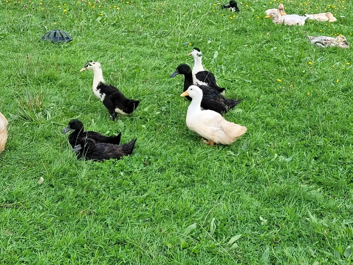 Ducklings - Muscovy - Cayuga - Ancona - Image 1