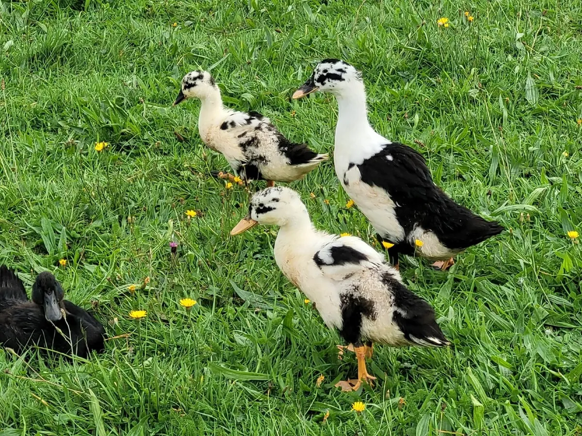 Ducklings - Muscovy - Cayuga - Ancona - Image 2