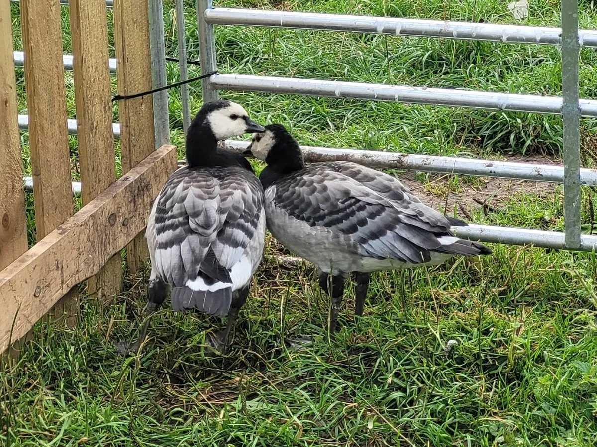 Ducklings - Muscovy - Cayuga - Ancona - Image 3