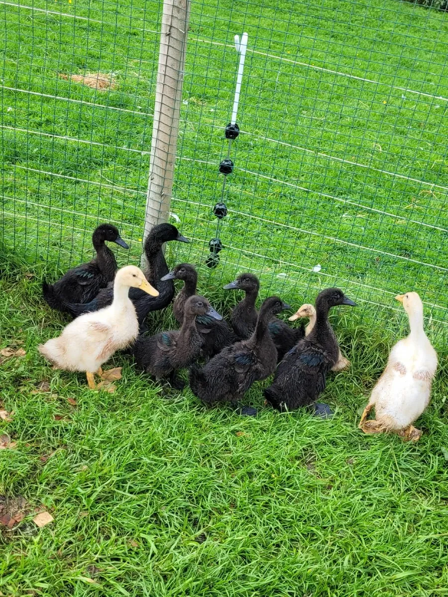 Ducklings - Muscovy - Cayuga - Ancona - Image 4