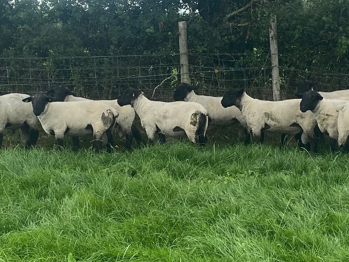 Suffolk hogget rams - Image 1
