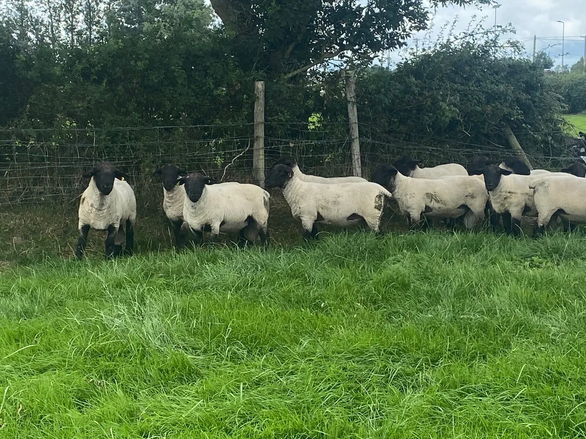 Suffolk hogget rams - Image 2
