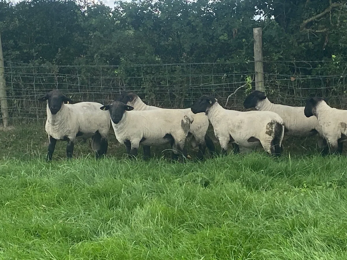 Suffolk hogget rams - Image 3