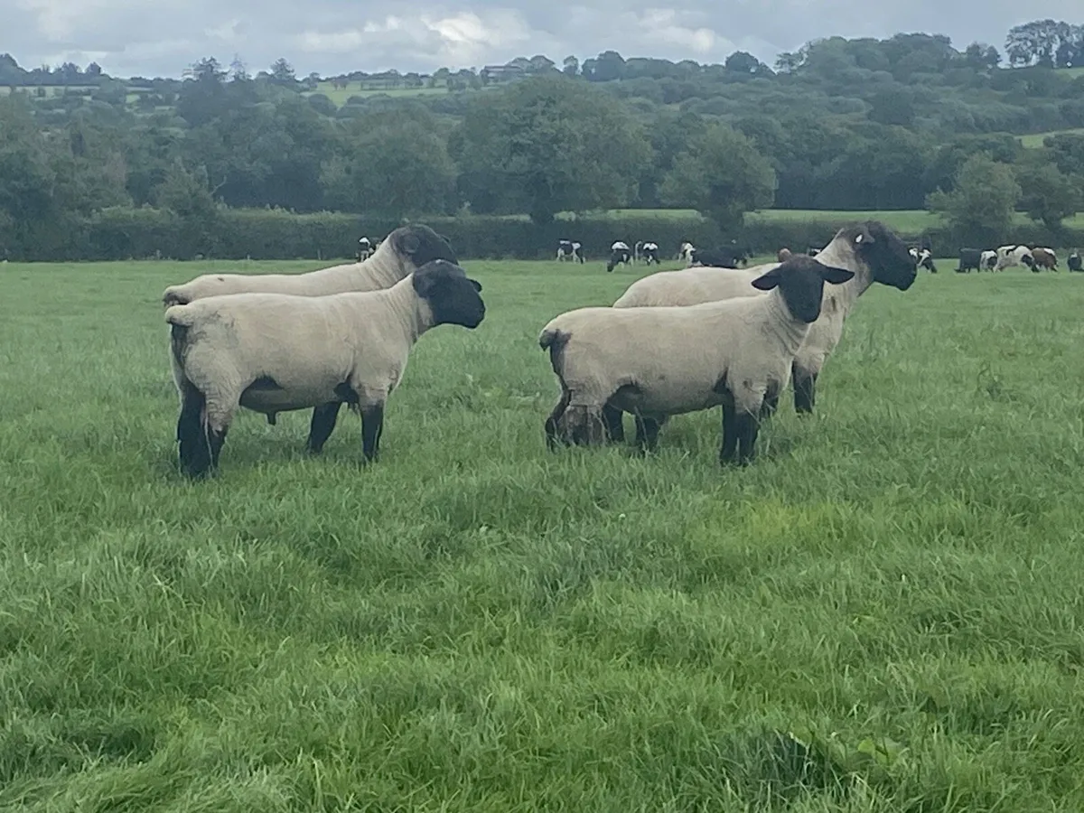 Suffolk hogget rams - Image 4